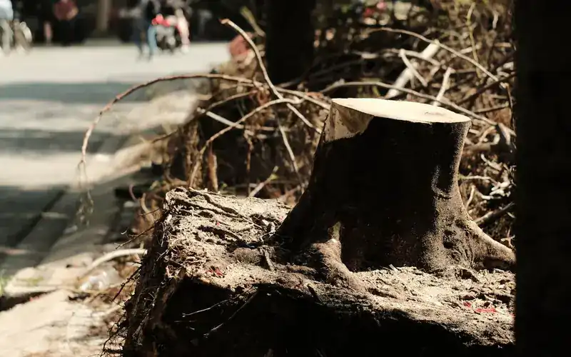 Freshly cut tree stump with exposed roots beside a street