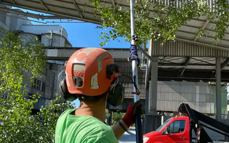 Arborist in a helmet and ear defenders pruning branches with a pole saw