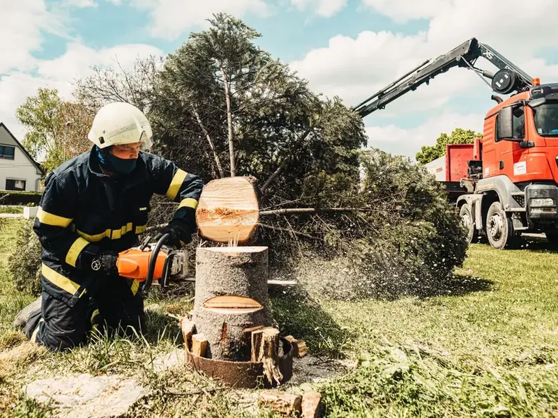 Arborist working high in a tree on a country lot