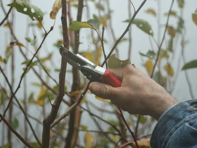 Arborist pruning branches from a ladder