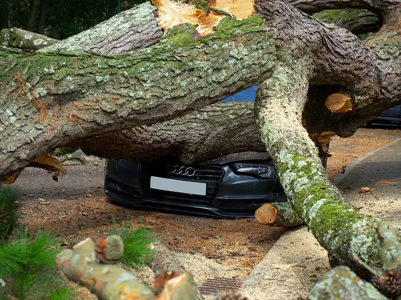 Large pine tree fallen across the hood of a dark car on a street