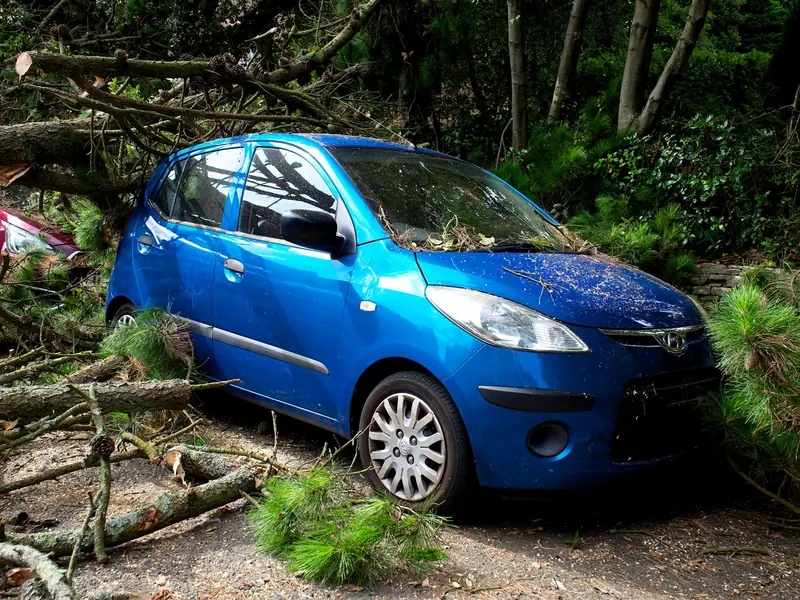 Blue car trapped under the branches of a fallen tree