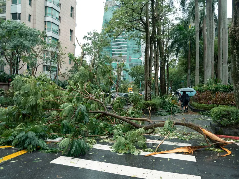Fallen tree with torn branches blocking a street crossing after a storm