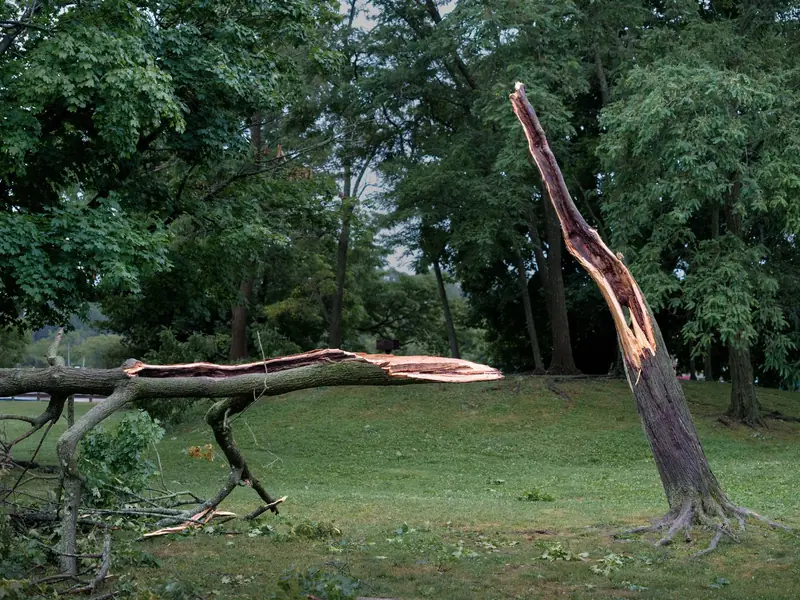 Tree trunk split and cracked by a storm, with the broken top lying on the grass