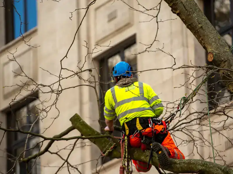 Arborist in a hi-vis jacket working in the branches beside a building