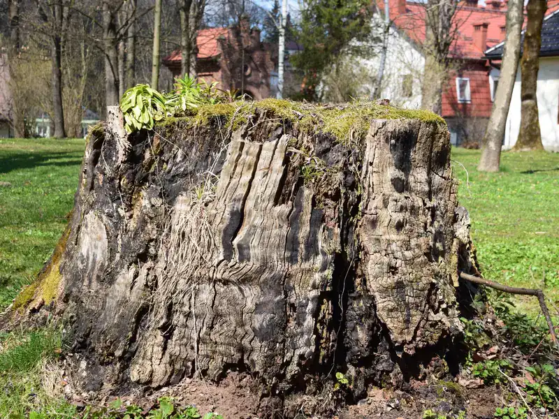 Large weathered tree stump on a lawn