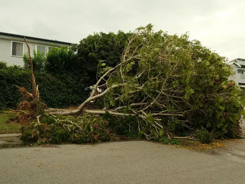 Fallen tree across a residential street