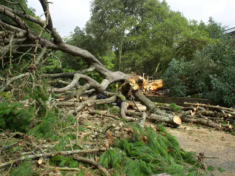 Storm-felled tree with branches and logs scattered on the ground