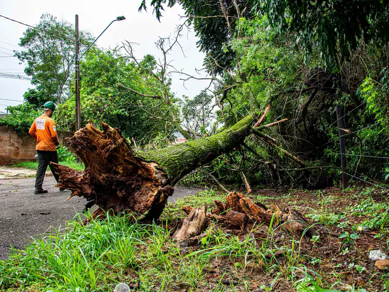 Crew member beside an uprooted tree on a street after a storm