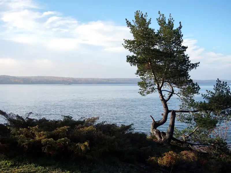 Wind-shaped pine leaning over the shore of a lake