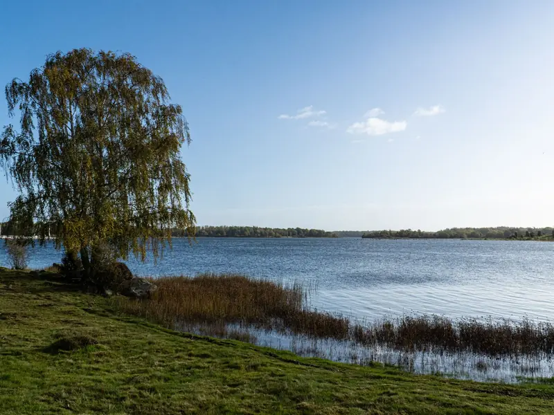 Large willow tree on a grassy lakeshore