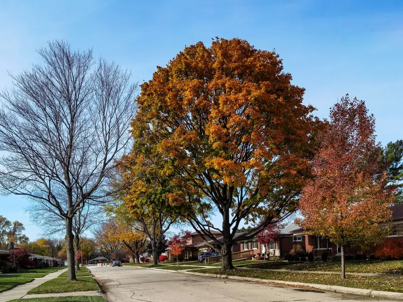 Neighborhood street lined with tall autumn trees