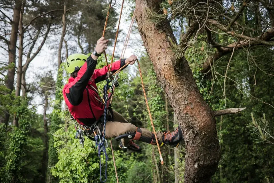 Arborist pruning a tree with a pole pruner