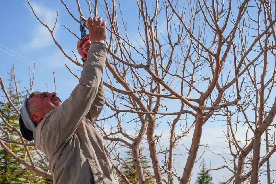 Arborist pruning the bare branches of a tree from the ground with a pruner