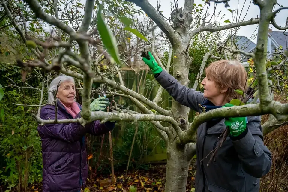 Two people pruning branches beside a tree in a garden