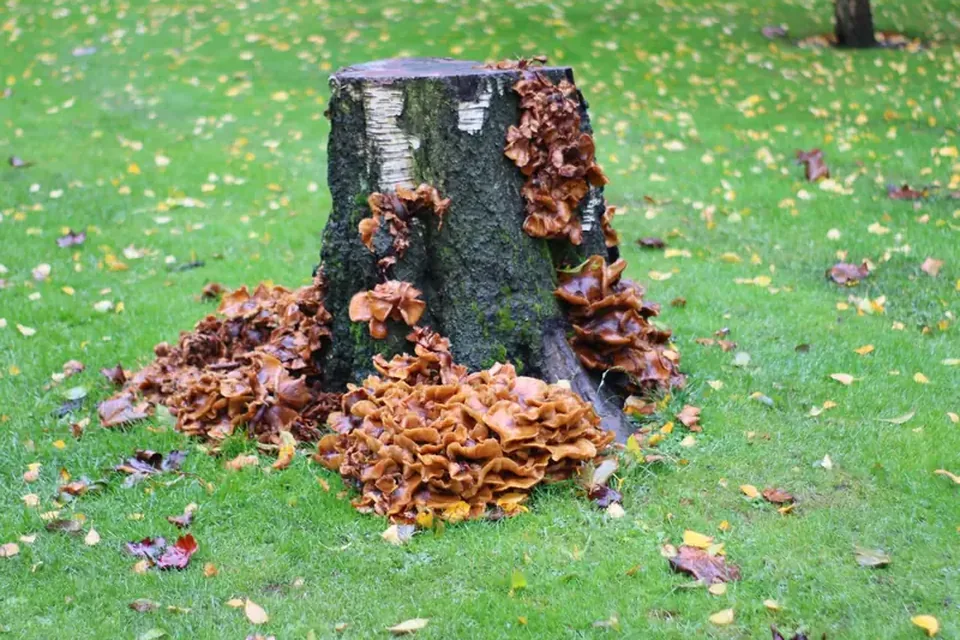 Stump surrounded by autumn leaves on a lawn