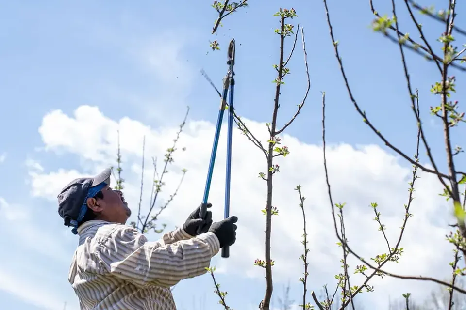 Arborist using a long-handled pruner on a tree in a yard