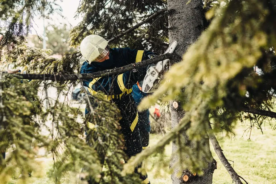 Crew member roped into a tree pruning branches