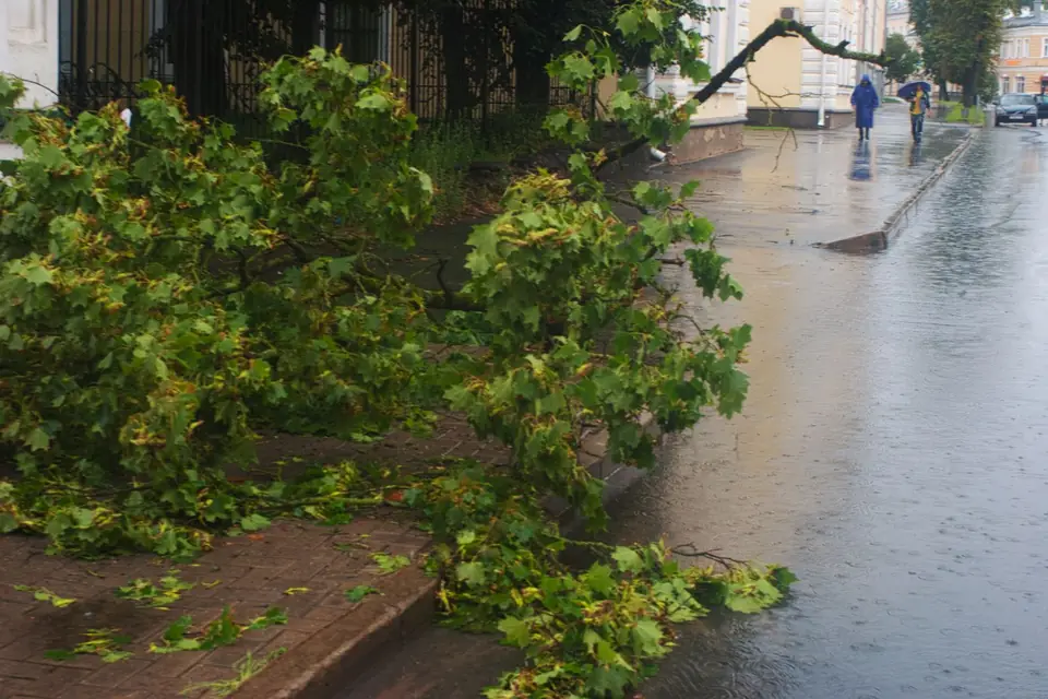 Storm-torn branches lying across a wet street