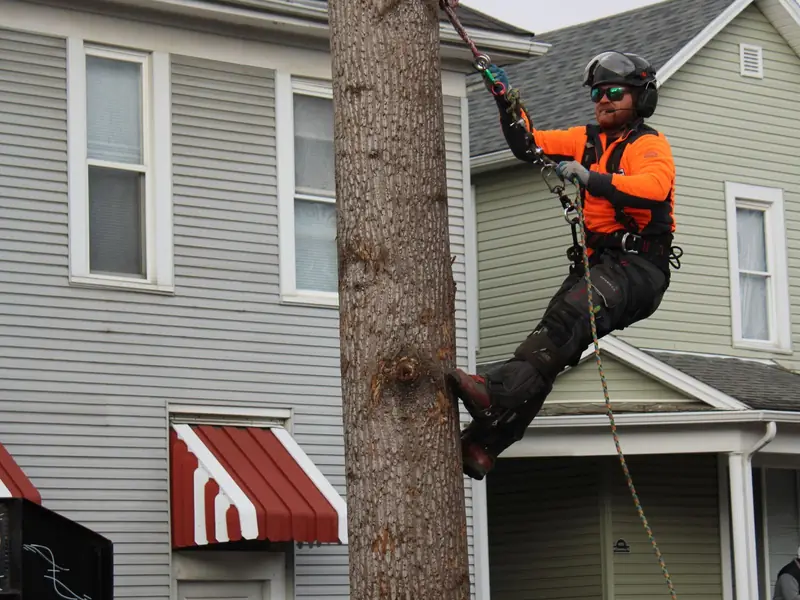 Arborist on ropes climbing a tall tree trunk beside a house