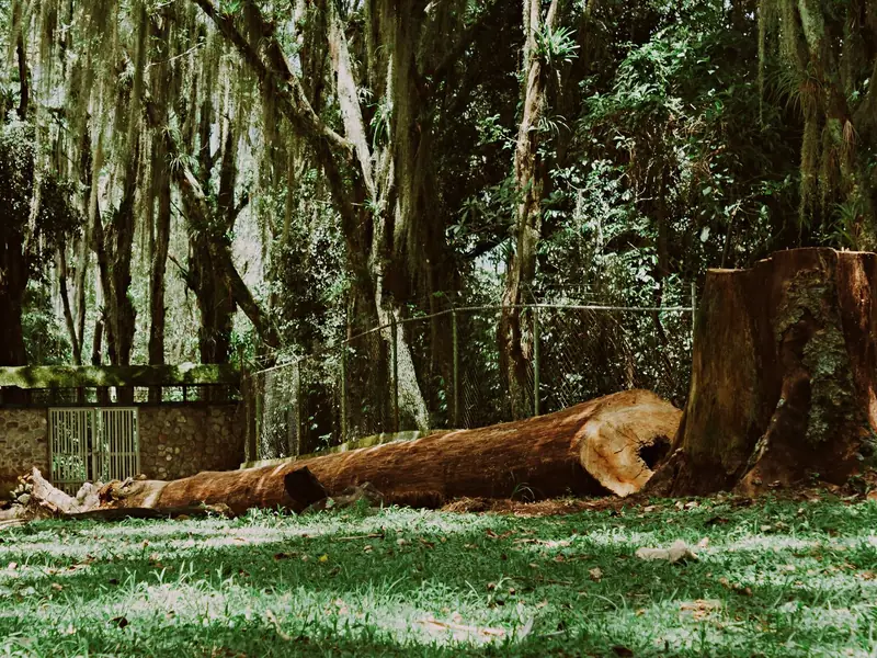 Large felled tree trunk lying beside its stump in a yard