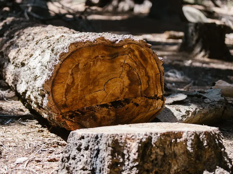 Cut end of a felled log showing the growth rings
