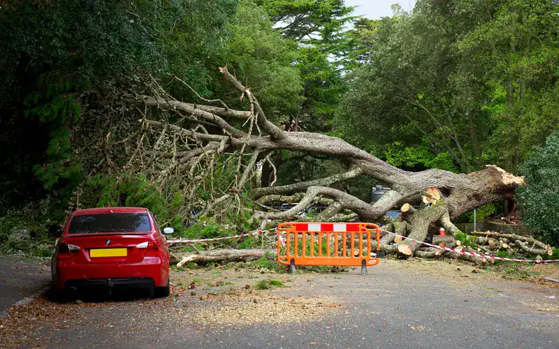 Large fallen tree blocking a road after a storm