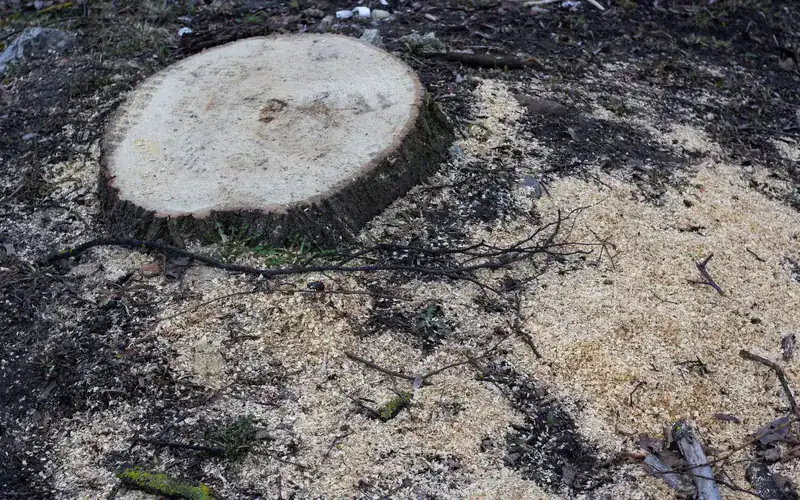 Tree stump cut low and surrounded by fresh wood chips