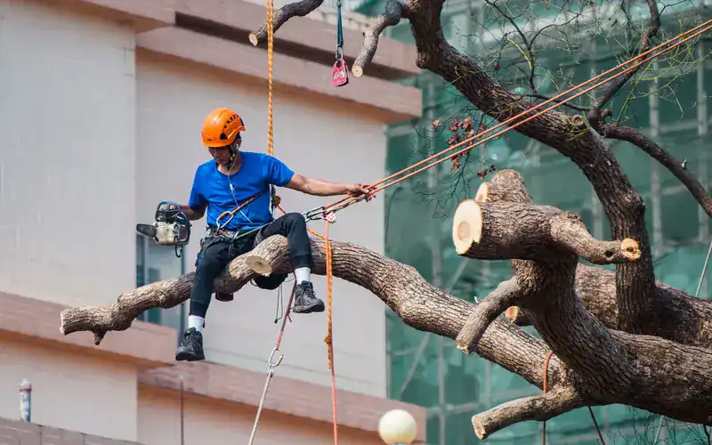 Arborist roped into a large tree pruning a branch