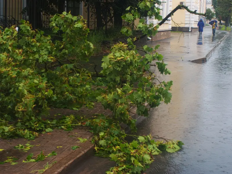 Leafy branches fallen across a wet sidewalk after a storm