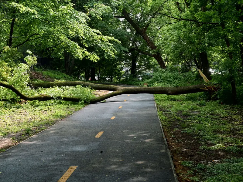 Large tree fallen across a paved path in a park