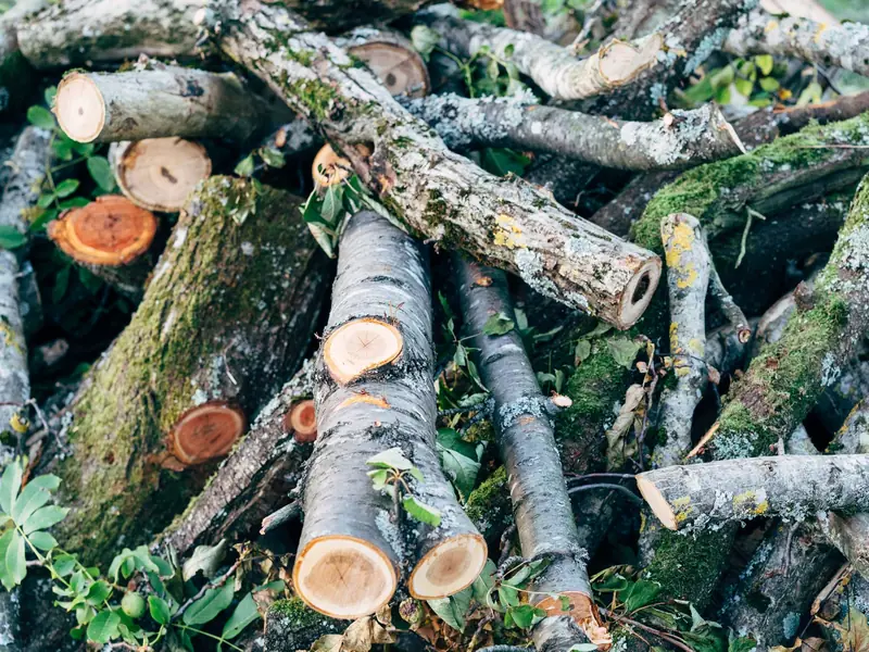 Pile of cut logs and branches stacked on the ground