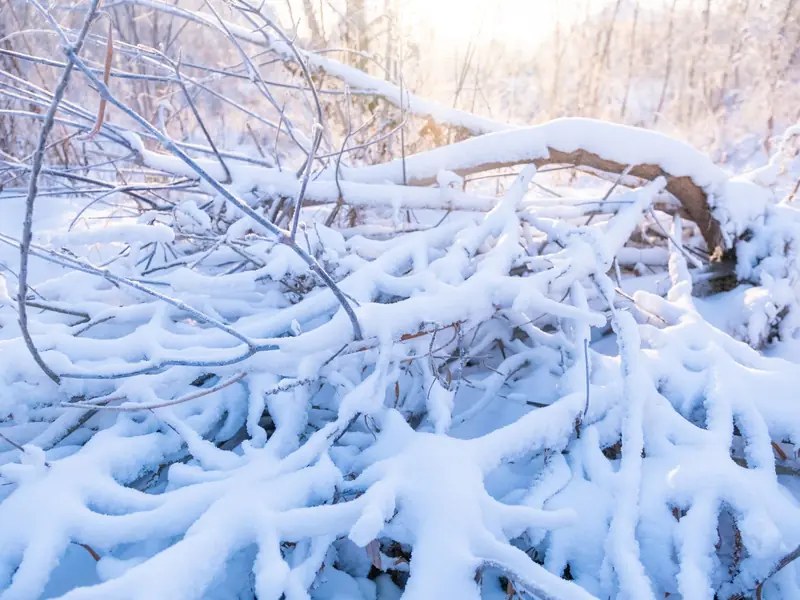Snow-covered fallen branches in a winter yard