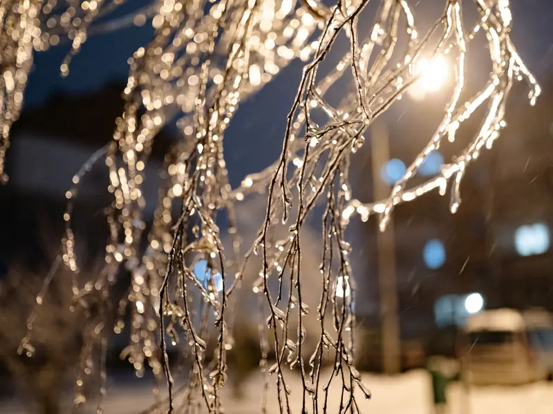 Branches coated in ice glistening in the evening light