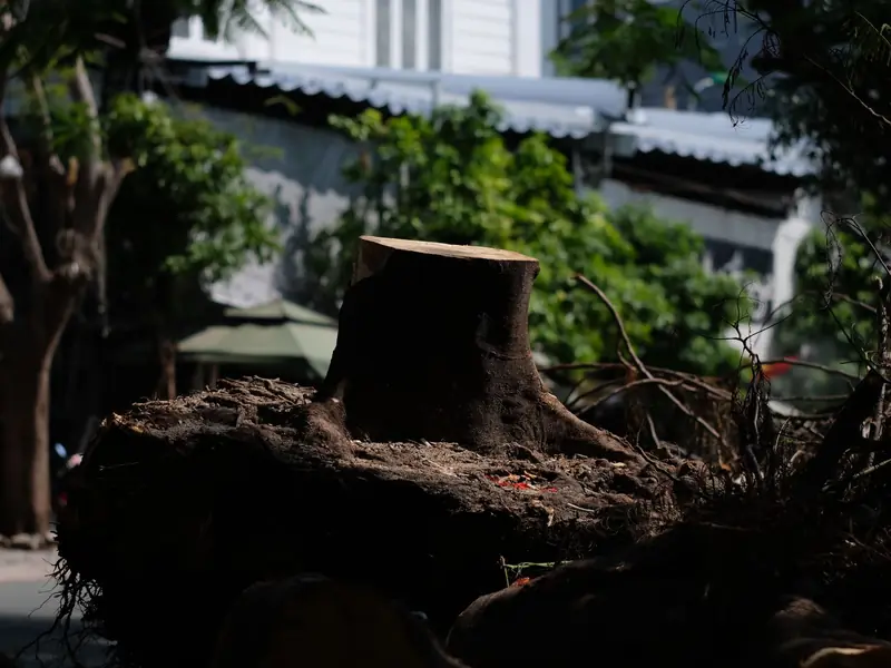 Large tree stump with its roots exposed beside a street and buildings