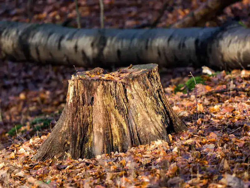 Weathered tree stump surrounded by fallen leaves
