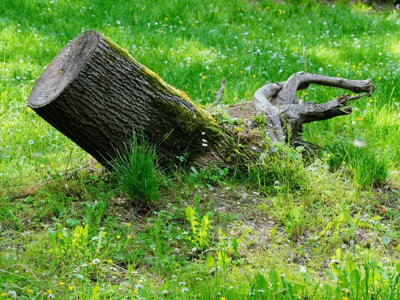 Cut tree stump lying in a green lawn