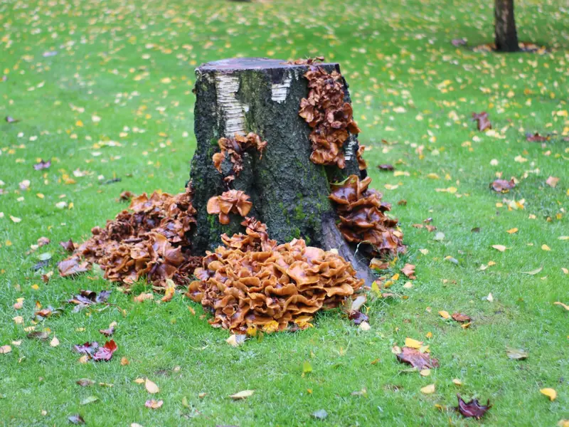 Old tree stump in the grass surrounded by leaves and fungus
