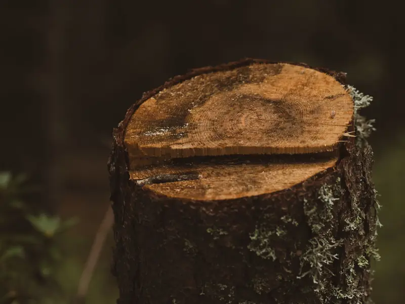 Close view of a cut tree stump with bark and lichen