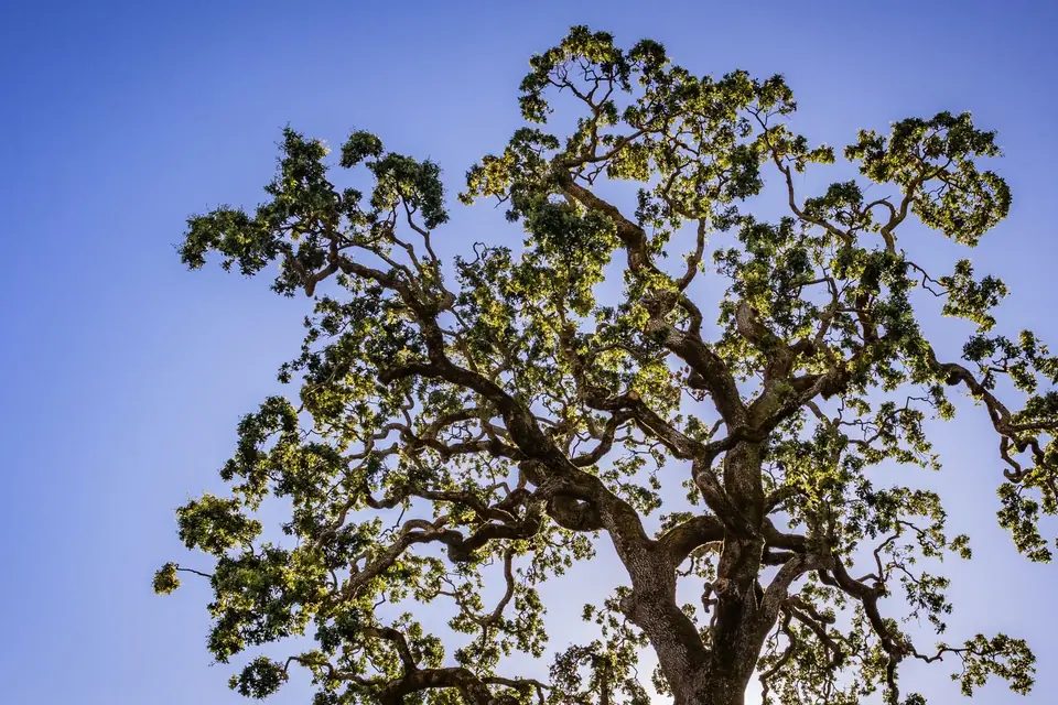 Wide mature tree canopy with full green leaves against a blue sky