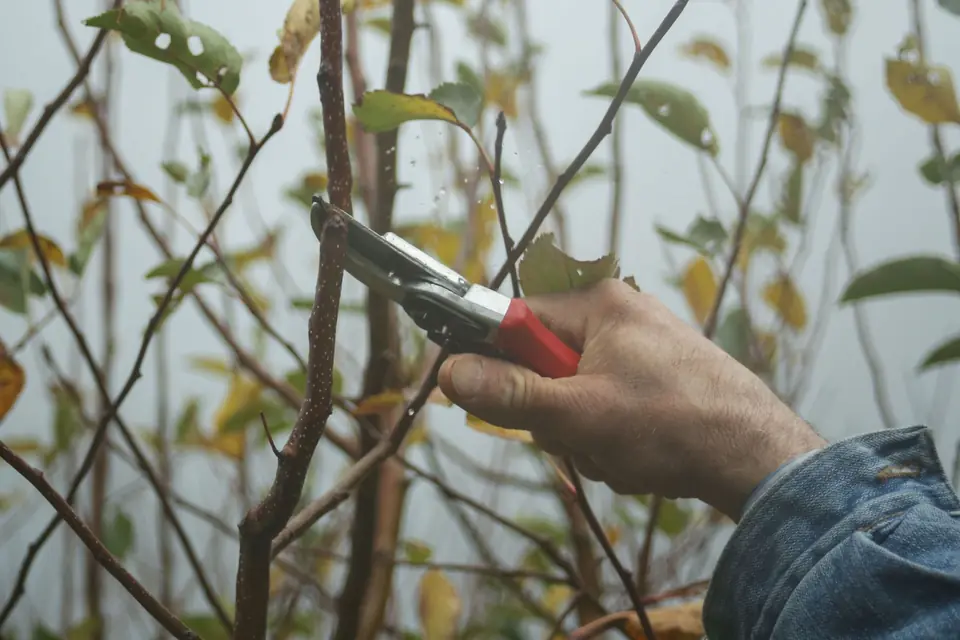 Hand using pruning shears to cut a thin branch