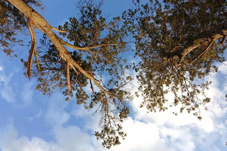 Looking up through the branches of a tall tree to the sky