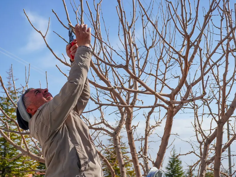 Man pruning the upper branches of a bare tree under a blue sky
