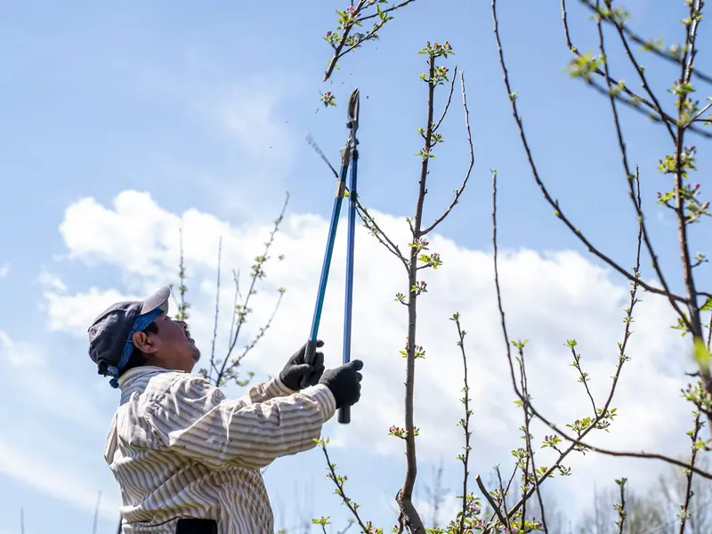 Worker using a pole pruner on tree branches against the sky