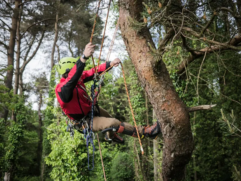 Climber on ropes working up a large tree