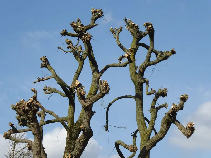 Pruned tree branches cut back against a clear blue sky