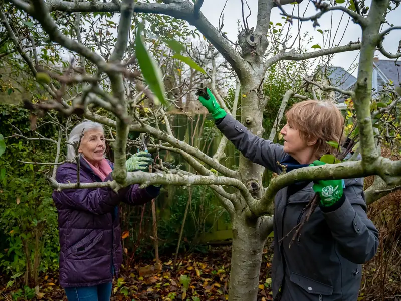 Two people pruning the branches of a tree in a garden