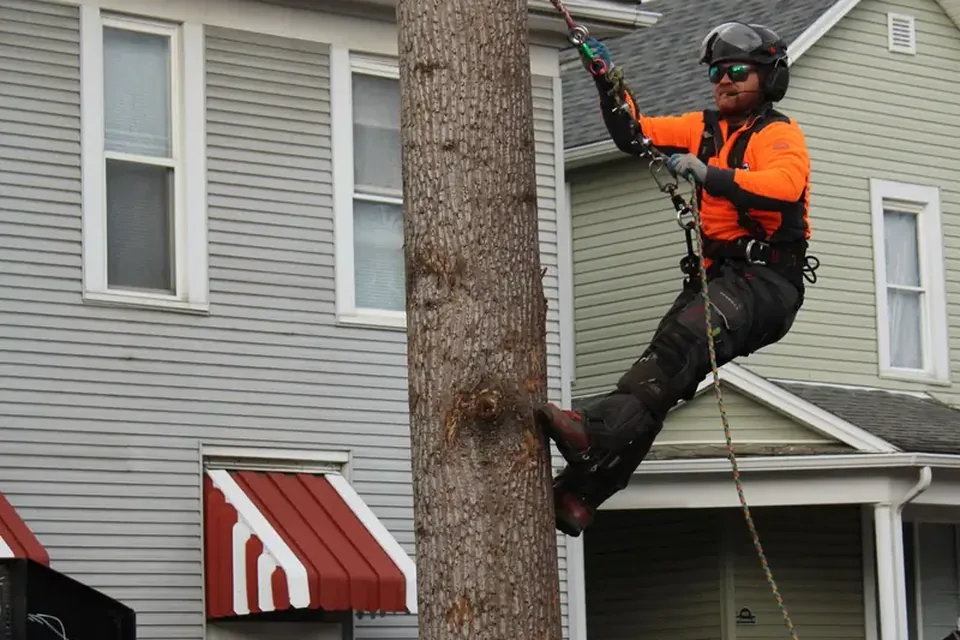 Arborist roped into a tree beside a house with siding