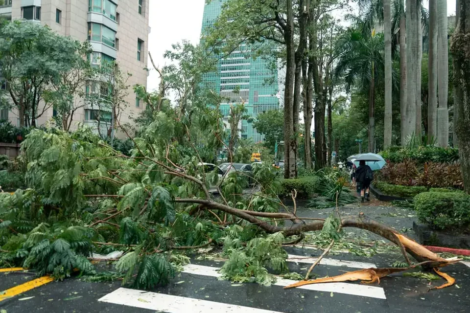Large tree branches cleared from a residential street