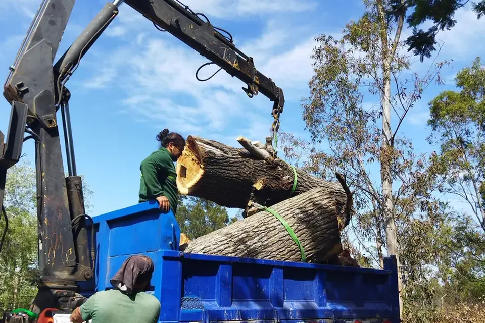 Crane truck lifting cut sections of a tree beside a house